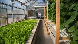 The Benefits Of Aquaponic Farming