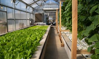 The Benefits Of Aquaponic Farming