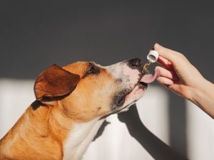 CBD for Canadian Dogs: A Natural Fix for Pain and Anxiety Relief