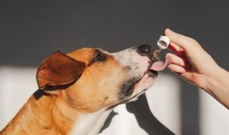 CBD for Canadian Dogs: A Natural Fix for Pain and Anxiety Relief